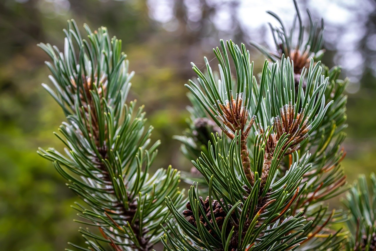 découvrez tout sur le terme 'scion' : définition, origines et usages dans différents contextes, notamment en horticulture et généalogie. guide complet pour comprendre ce mot et son importance.