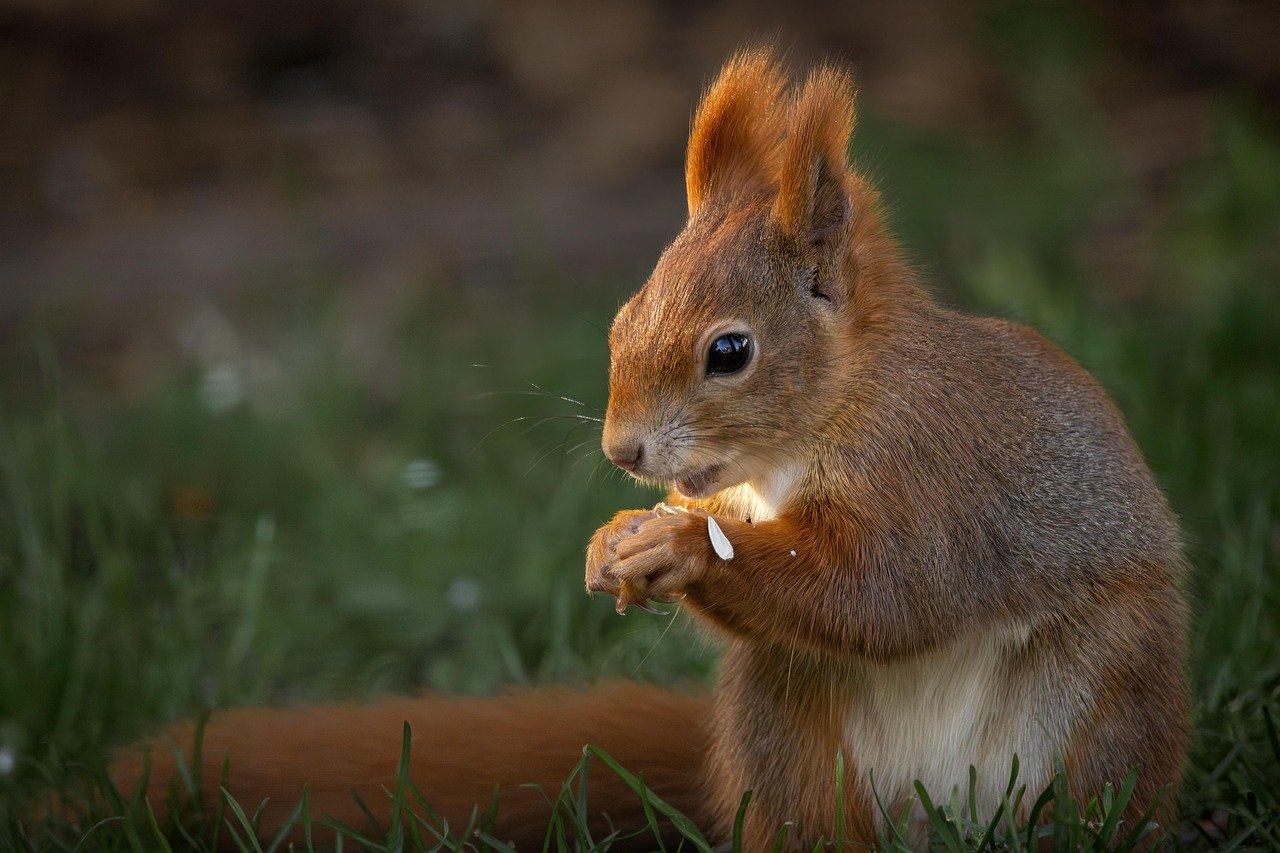 animal-welfare-certification-2 Les essentiels à considérer lors du choix d'une étiquette garantissant le bien-être animal