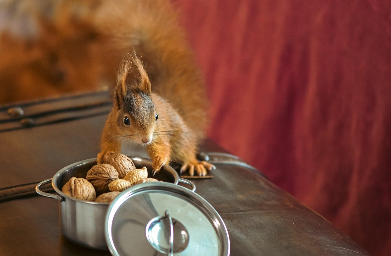 découvrez comment la certification bien-être animal garantit le respect, la protection et de meilleures conditions de vie pour les animaux dans les élevages et industries. informez-vous sur ses avantages et ses critères.