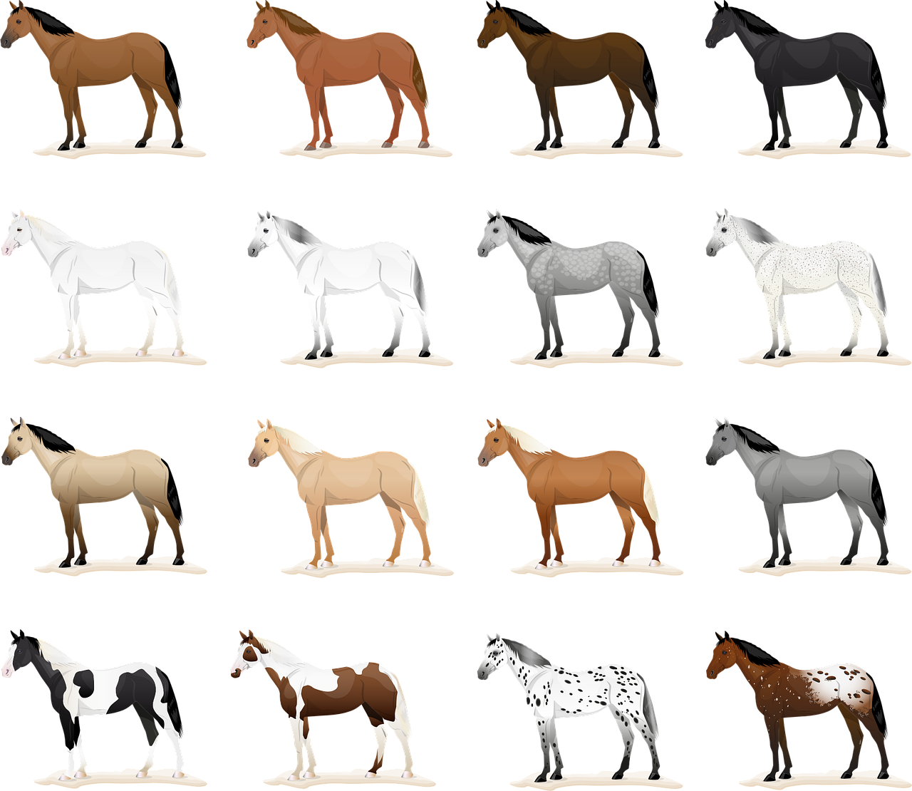 découvrez l'appaloosa, une race de cheval reconnue pour sa robe unique tachetée, son tempérament doux et sa polyvalence dans de nombreuses disciplines équestres.