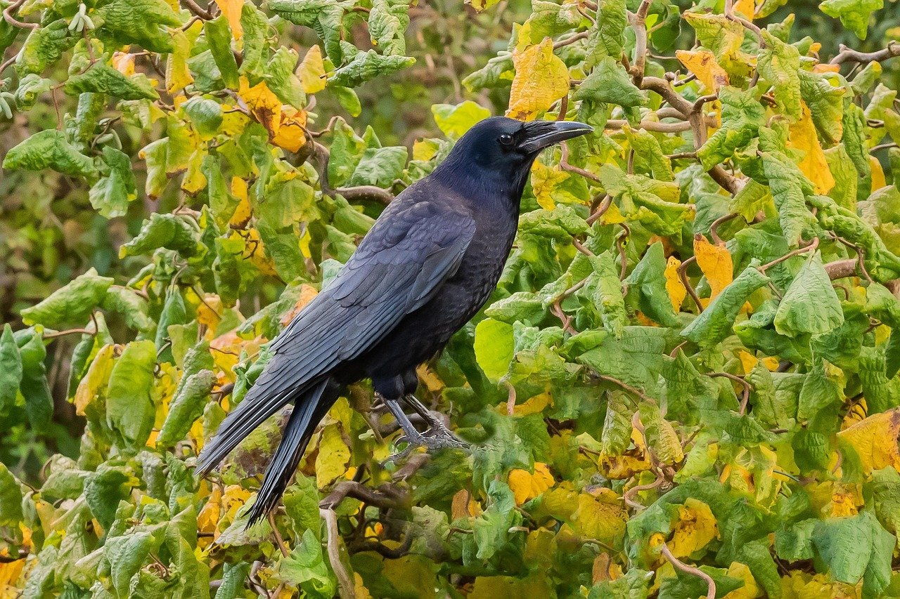 découvrez le rôle du coroner, ses responsabilités dans les enquêtes médico-légales et son importance dans la détermination des causes de décès.