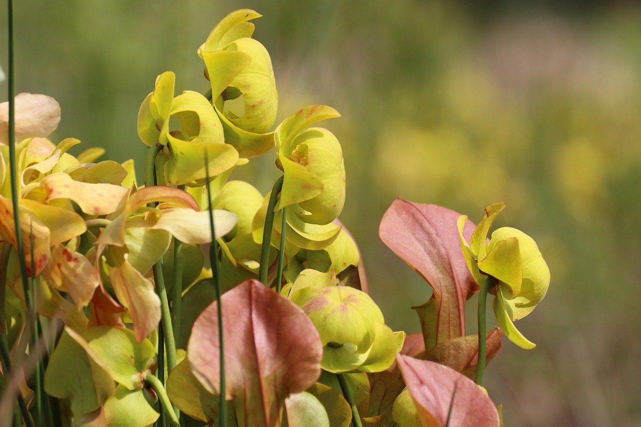 food-biodiversity-1 Exploration des connexions entre biodiversité alimentaire, microbiote intestinal et bien-être humain