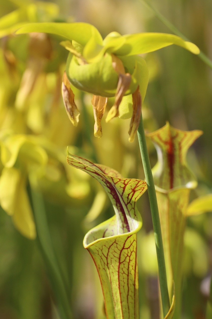 food-biodiversity-2 Exploration des connexions entre biodiversité alimentaire, microbiote intestinal et bien-être humain