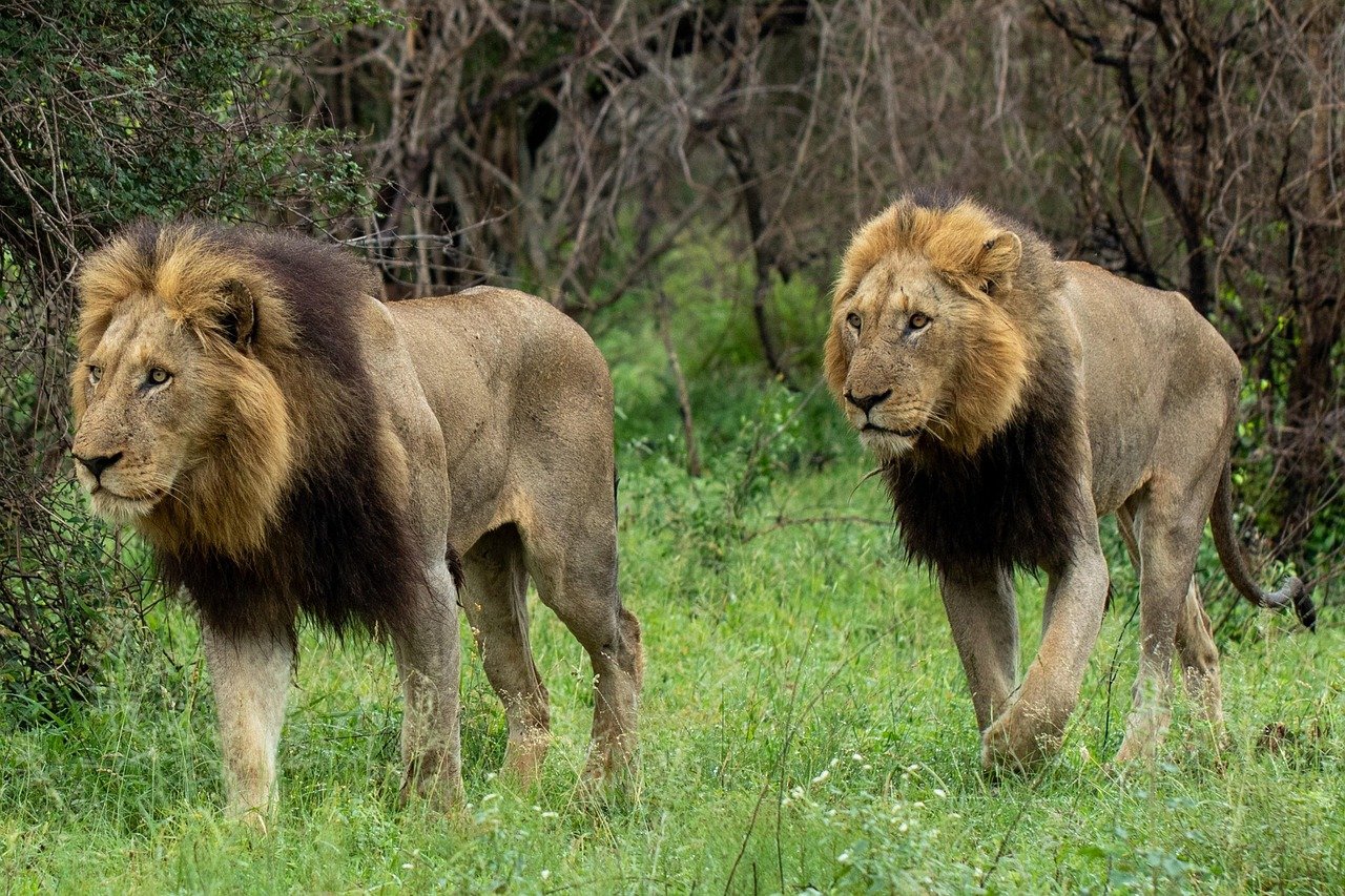 découvrez rodez, une charmante ville riche en histoire et en culture, située au cœur de l'aveyron. explorez ses ruelles pittoresques, ses monuments emblématiques et profitez d'une gastronomie locale savoureuse.