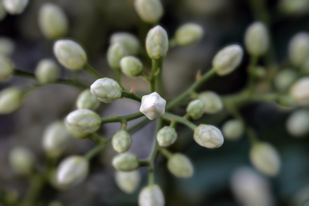 découvrez sacred gardens, un havre de paix où la nature et la spiritualité s'entrelacent pour offrir un jardin sacré unique et apaisant.