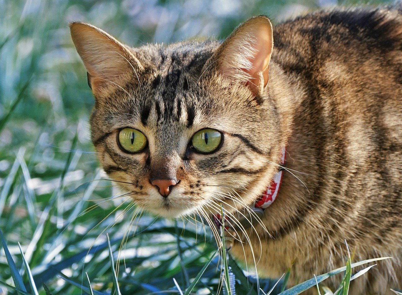 smart-collar-1 Une start-up israélienne révolutionne la santé animale avec un collier intelligent et l'intelligence artificielle