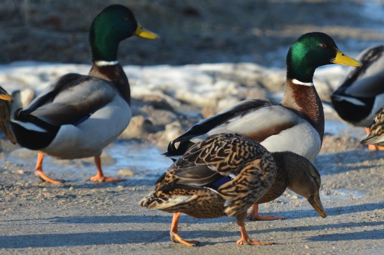simandou est une mine riche en minerai de fer située en guinée, reconnue pour son potentiel économique majeur et son développement stratégique dans l'industrie minière.