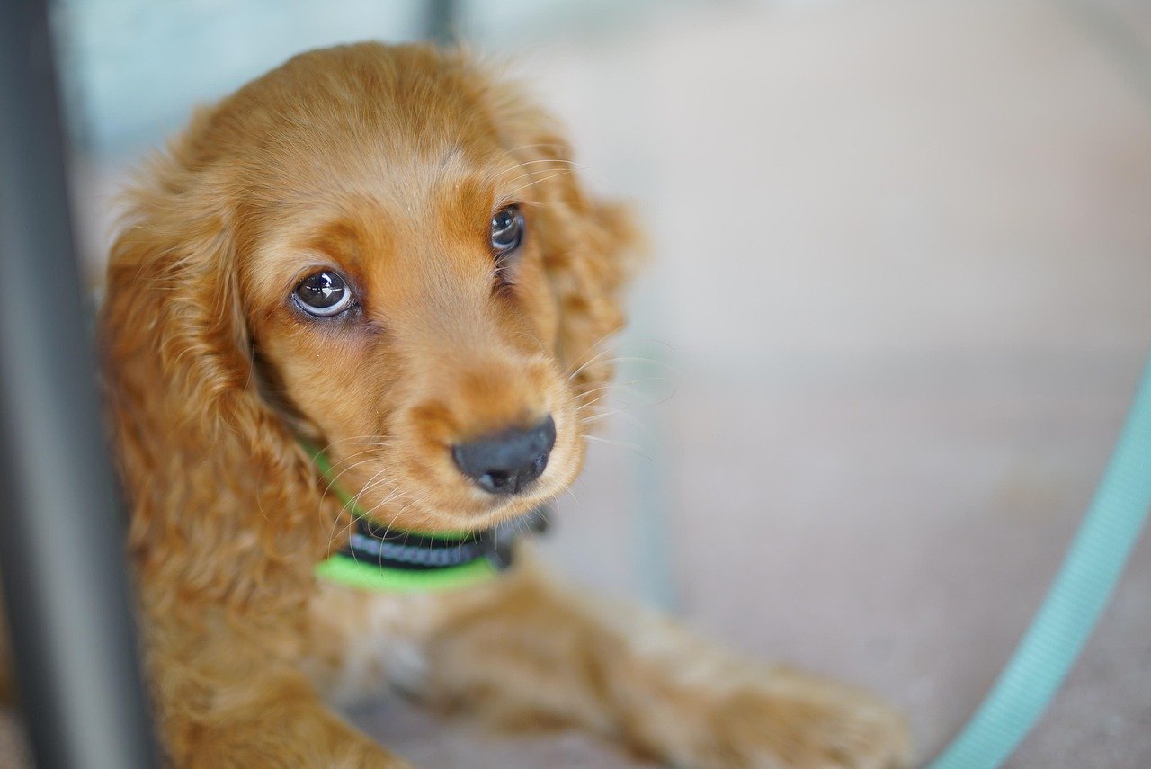 animal-welfare-2 Bien-être animal : Anouk Journo enrichit sa collection et approfondit son expertise