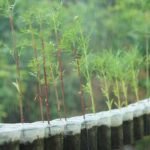 découvrez l'aventure au cœur de la nature avec garden wilderness, un espace sauvage où la beauté naturelle règne en maître.