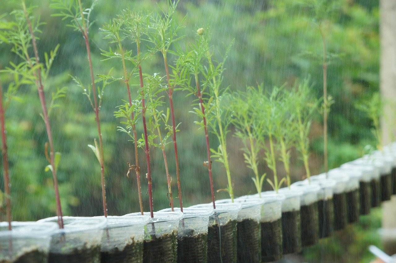 découvrez l'aventure au cœur de la nature avec garden wilderness, un espace sauvage où la beauté naturelle règne en maître.