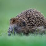 découvrez tout sur le hérisson : son habitat, son alimentation, et comment prendre soin de cet animal adorable.