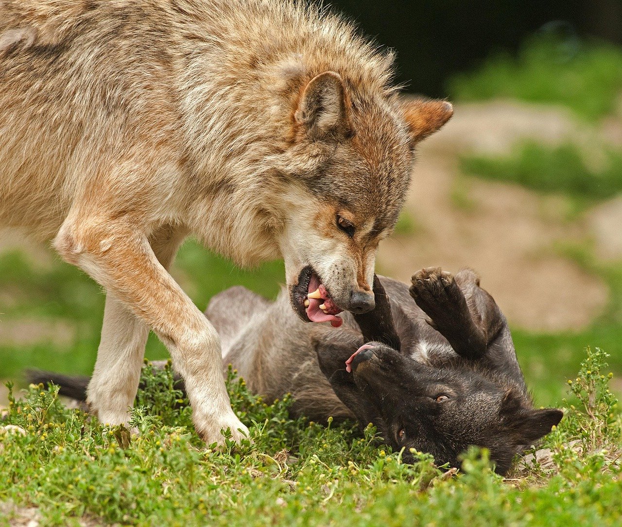 découvrez tout sur les attaques de loups : comportements, prévention et conseils pour rester en sécurité face à ces animaux sauvages.