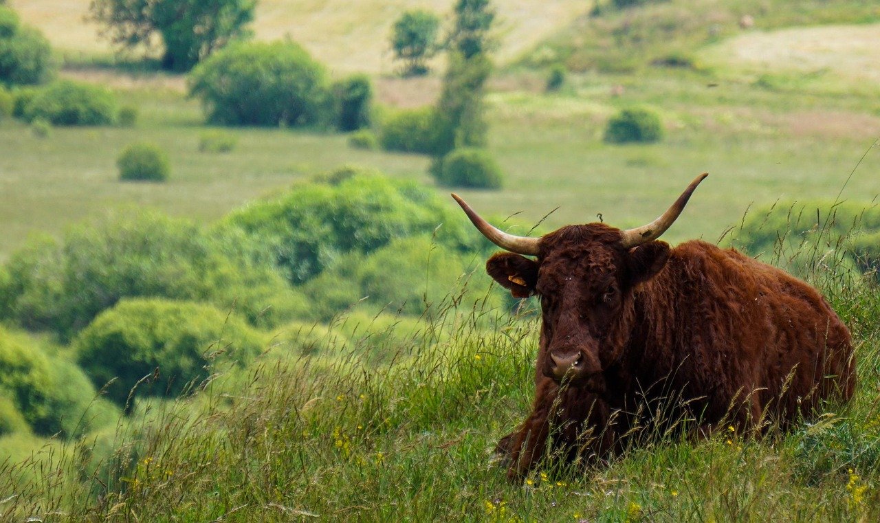 découvrez aurillac, une charmante ville au cœur du cantal, riche en histoire, culture et paysages naturels exceptionnels.