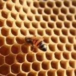 découvrez l'apiculture : guide complet sur l'élevage des abeilles, la production de miel et la préservation de la biodiversité.
