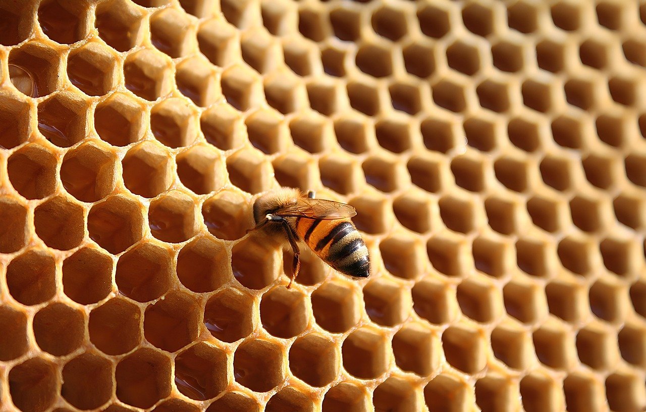 découvrez l'apiculture : guide complet sur l'élevage des abeilles, la production de miel et la préservation de la biodiversité.