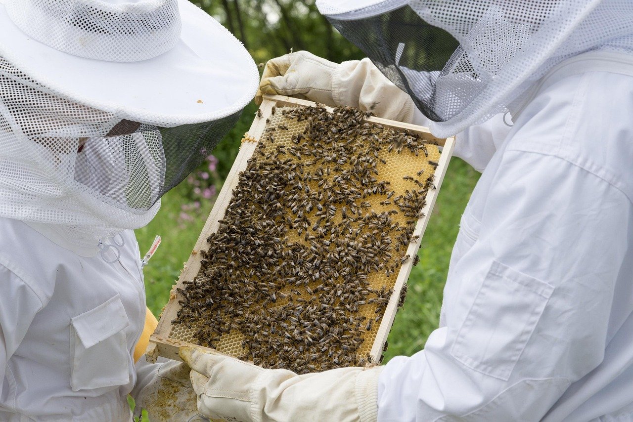 découvrez tout sur les abeilles : leur rôle essentiel dans la pollinisation, leur comportement fascinant et comment les protéger pour préserver notre biodiversité.