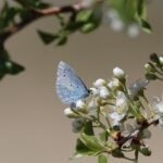 découvrez l'importance de la biodiversité, son rôle essentiel dans l'équilibre des écosystèmes et les actions pour préserver la richesse naturelle de notre planète.