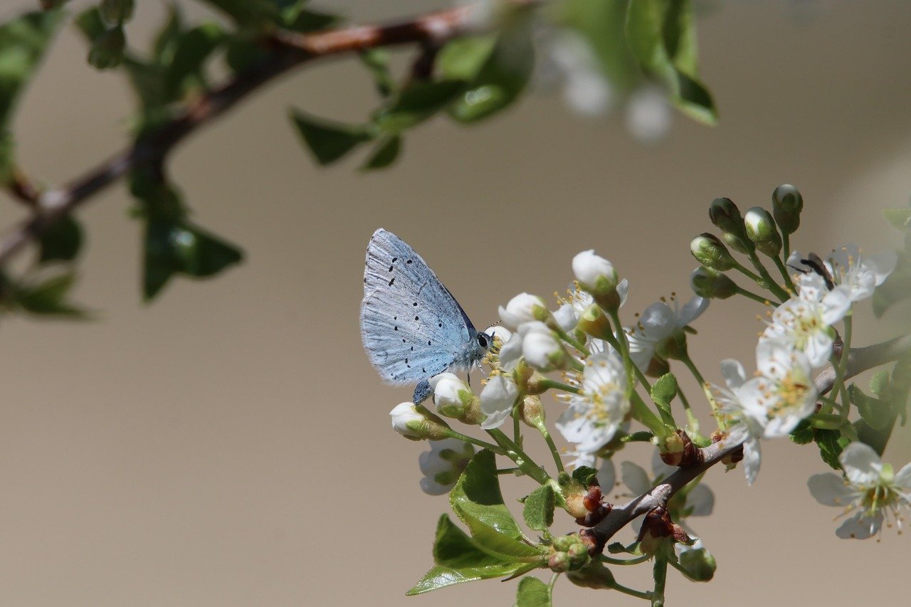 découvrez l'importance de la biodiversité, son rôle essentiel dans l'équilibre des écosystèmes et les actions pour préserver la richesse naturelle de notre planète.
