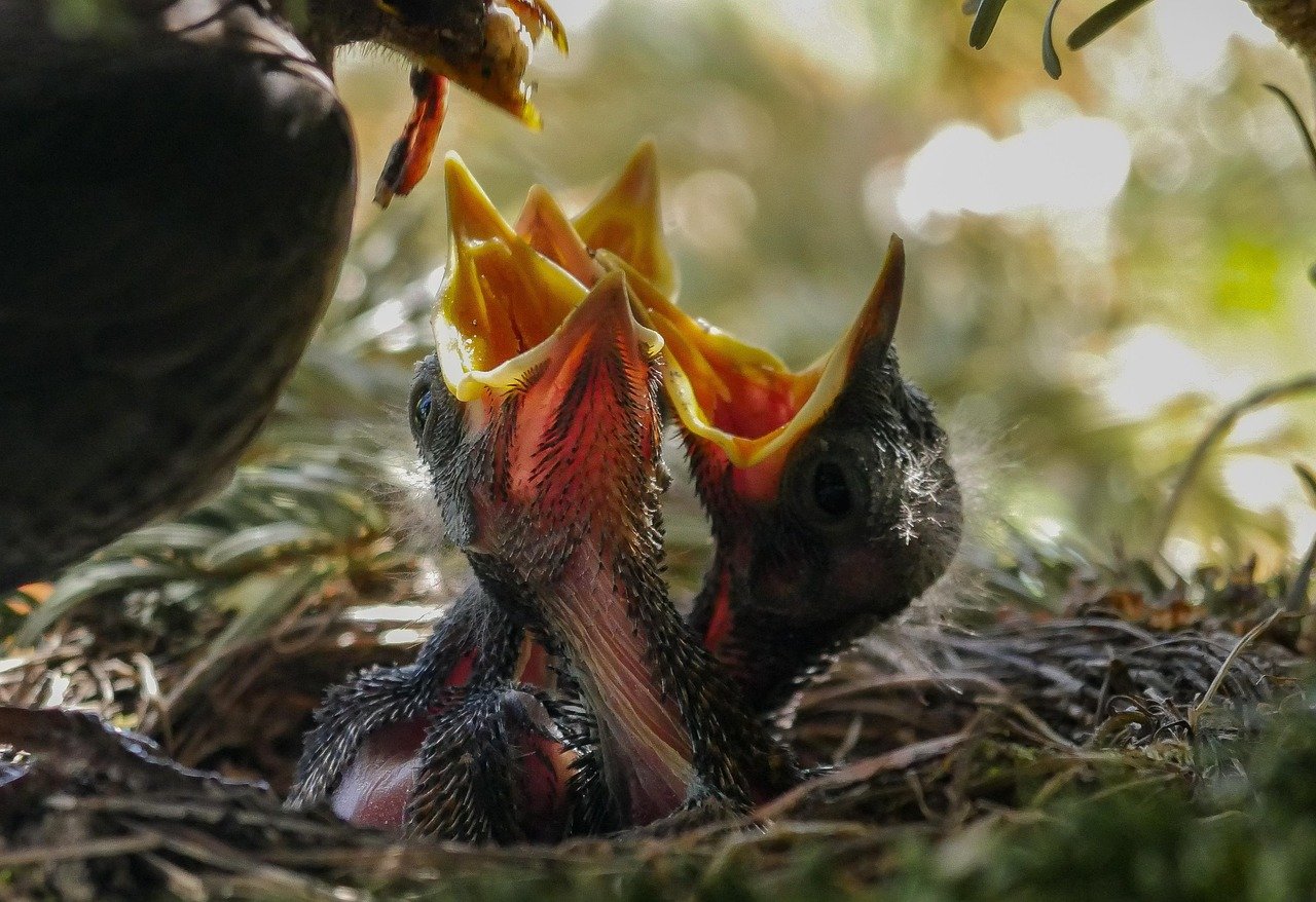 découvrez tout sur le nid d'oiseau : son architecture naturelle, son rôle dans la vie des oiseaux et comment il protège les œufs et les oisillons.