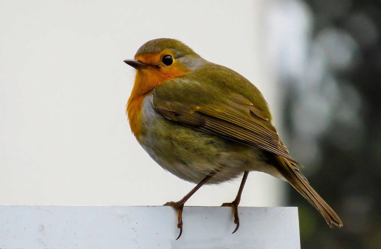 birdsong-1 Et si le chant des oiseaux devenait votre allié incontournable contre le stress ?