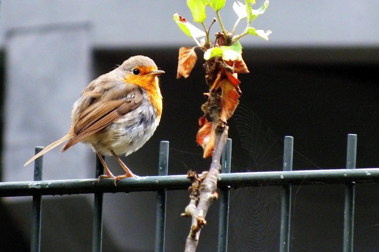 birdsong-2 Et si le chant des oiseaux devenait votre allié incontournable contre le stress ?