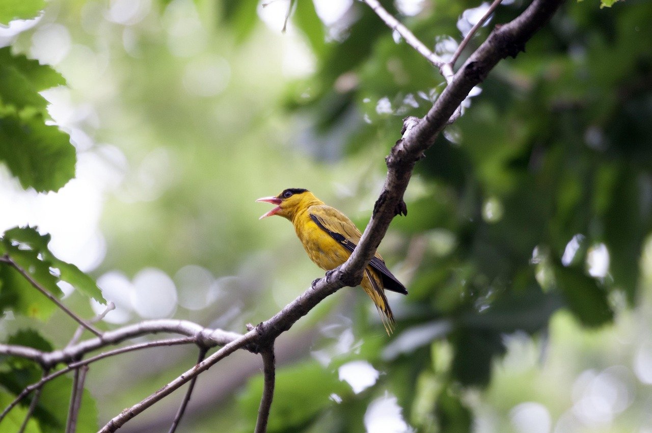 découvrez la beauté du chant des oiseaux avec birdsong, une expérience immersive qui vous connecte à la nature et à ses mélodies apaisantes.