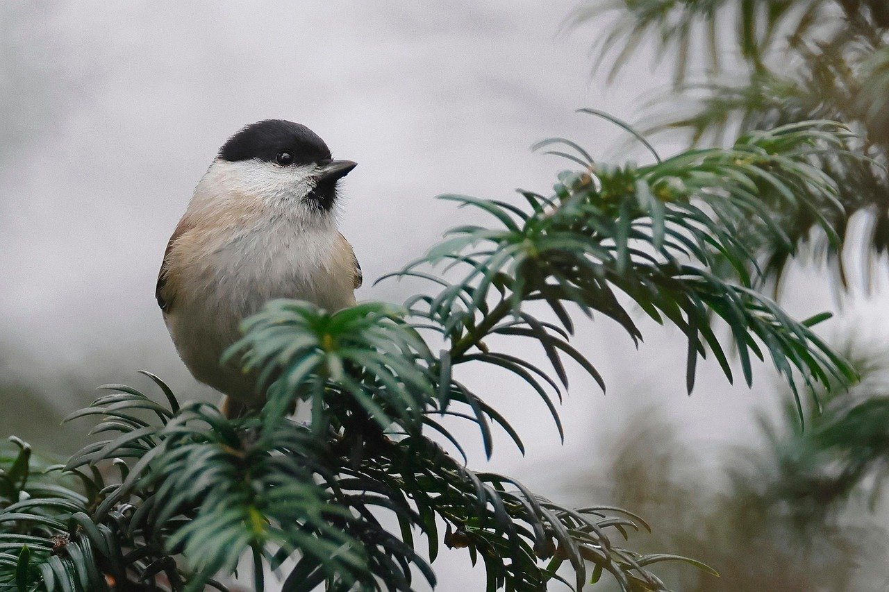 découvrez les meilleures astuces et lieux pour pratiquer le birdwatching, l'observation des oiseaux, et connectez-vous avec la nature en toute sérénité.
