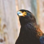 découvrez des informations fascinantes sur le busard, un rapace remarquable apprécié pour son agilité et son style de chasse unique.