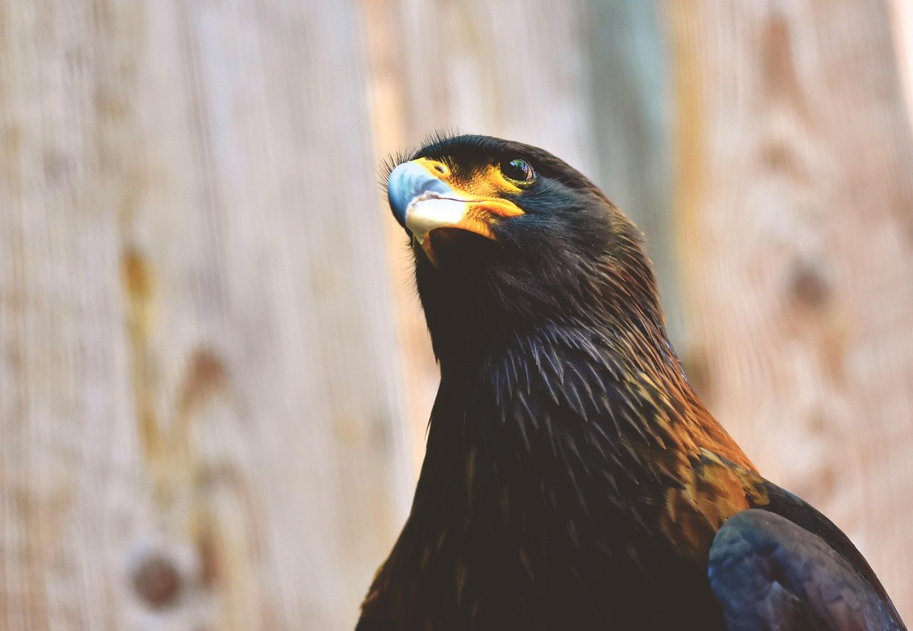 découvrez des informations fascinantes sur le busard, un rapace remarquable apprécié pour son agilité et son style de chasse unique.