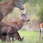 découvrez le concept de dé-extinction, une technologie révolutionnaire visant à ramener à la vie des espèces disparues grâce aux avancées scientifiques.