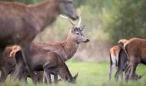 découvrez le concept de dé-extinction, une technologie révolutionnaire visant à ramener à la vie des espèces disparues grâce aux avancées scientifiques.