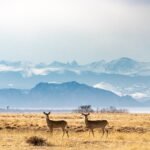 découvrez tout sur le cerf, un animal majestueux de la forêt, son habitat, son comportement et son importance écologique.