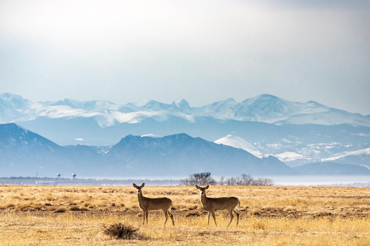 découvrez tout sur le cerf, un animal majestueux de la forêt, son habitat, son comportement et son importance écologique.