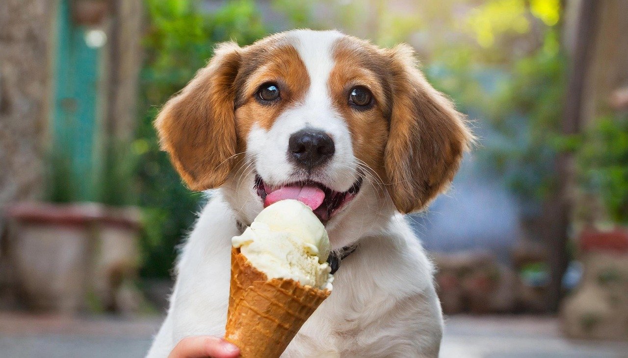 dog-ice-cream-1 Une boutique 100 % canine où les chiens savourent leur propre glace !
