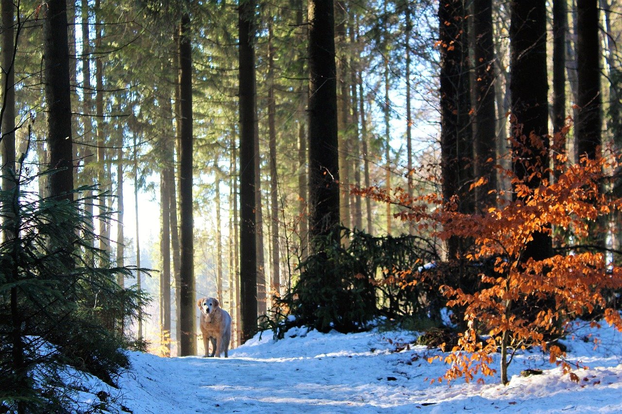 dog-ice-cream-2 Une boutique 100 % canine où les chiens savourent leur propre glace !