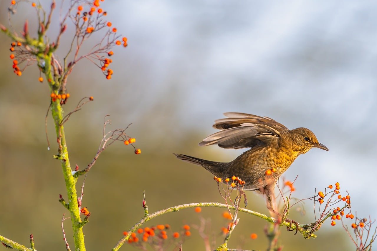 découvrez les oiseaux de jardin : guide complet pour les reconnaître, les attirer et prendre soin d'eux dans votre espace vert.