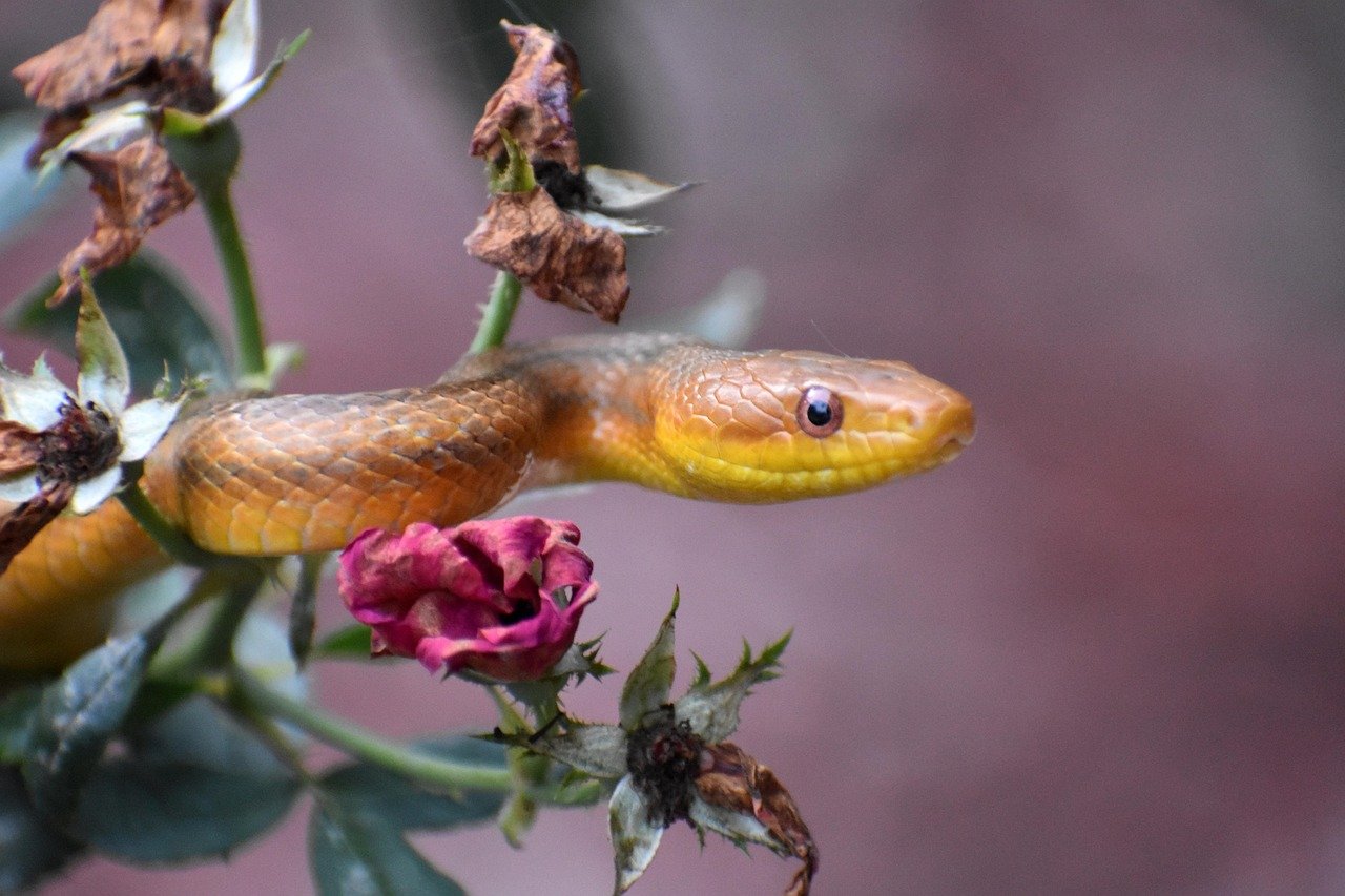 découvrez tout sur les serpents de jardin : identification, comportements, conseils pour cohabiter en toute sécurité avec ces reptiles dans votre espace extérieur.