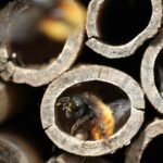 découvrez notre hôtel à insectes, un refuge idéal pour accueillir et protéger les insectes utiles de votre jardin, favorisant la biodiversité et un écosystème sain.