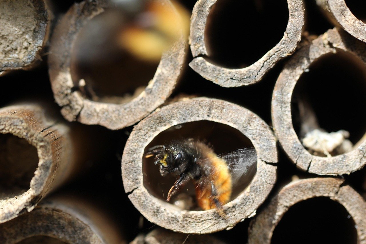 découvrez notre hôtel à insectes, un refuge idéal pour accueillir et protéger les insectes utiles de votre jardin, favorisant la biodiversité et un écosystème sain.