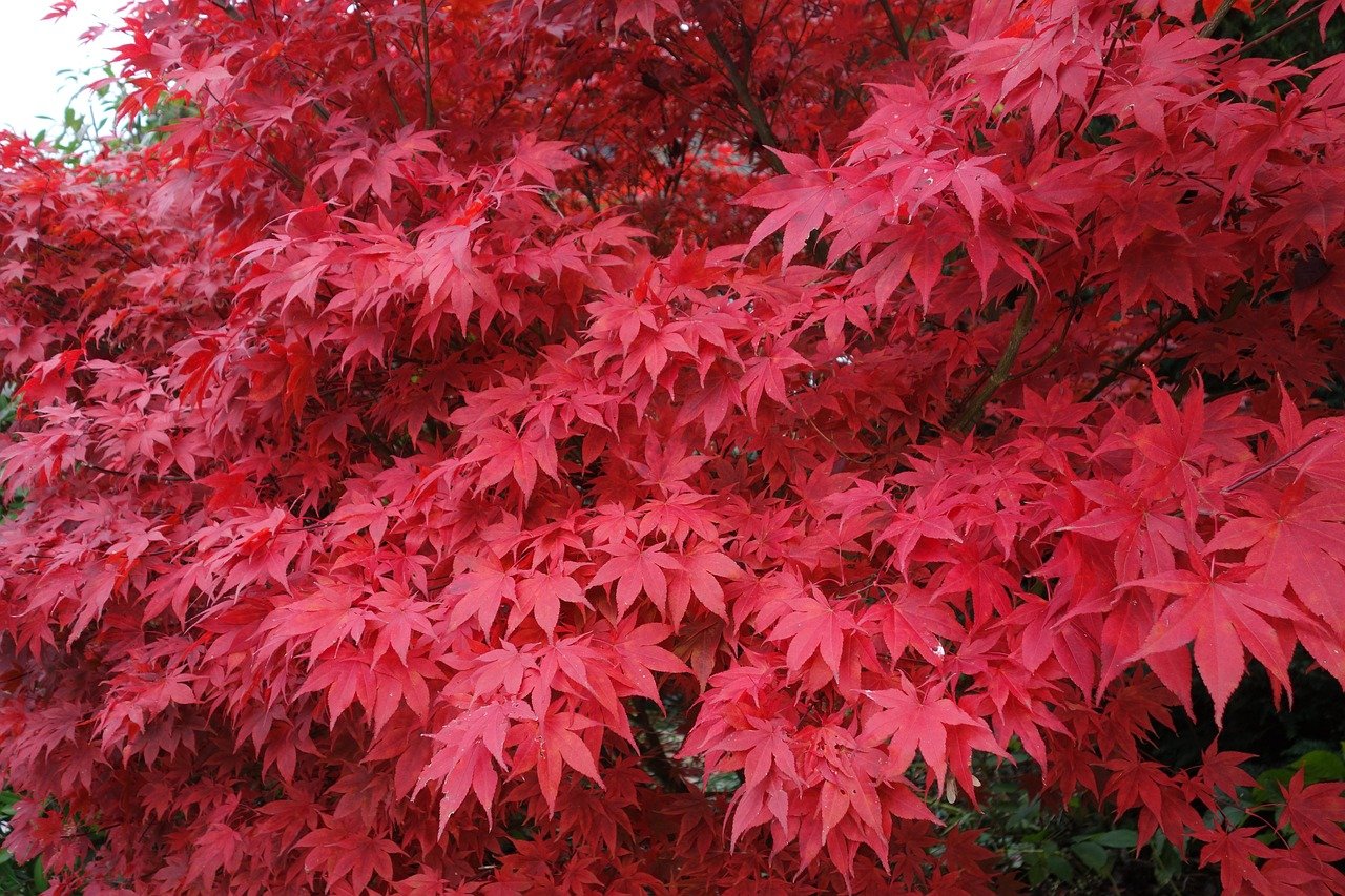 découvrez le charme élégant de l'érable japonais, un arbre ornemental apprécié pour ses feuilles colorées et sa silhouette gracieuse, idéal pour sublimer votre jardin.