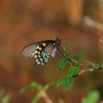 découvrez l'importance de la biodiversité locale et comment protéger les espèces et les habitats naturels de votre région pour un environnement durable.