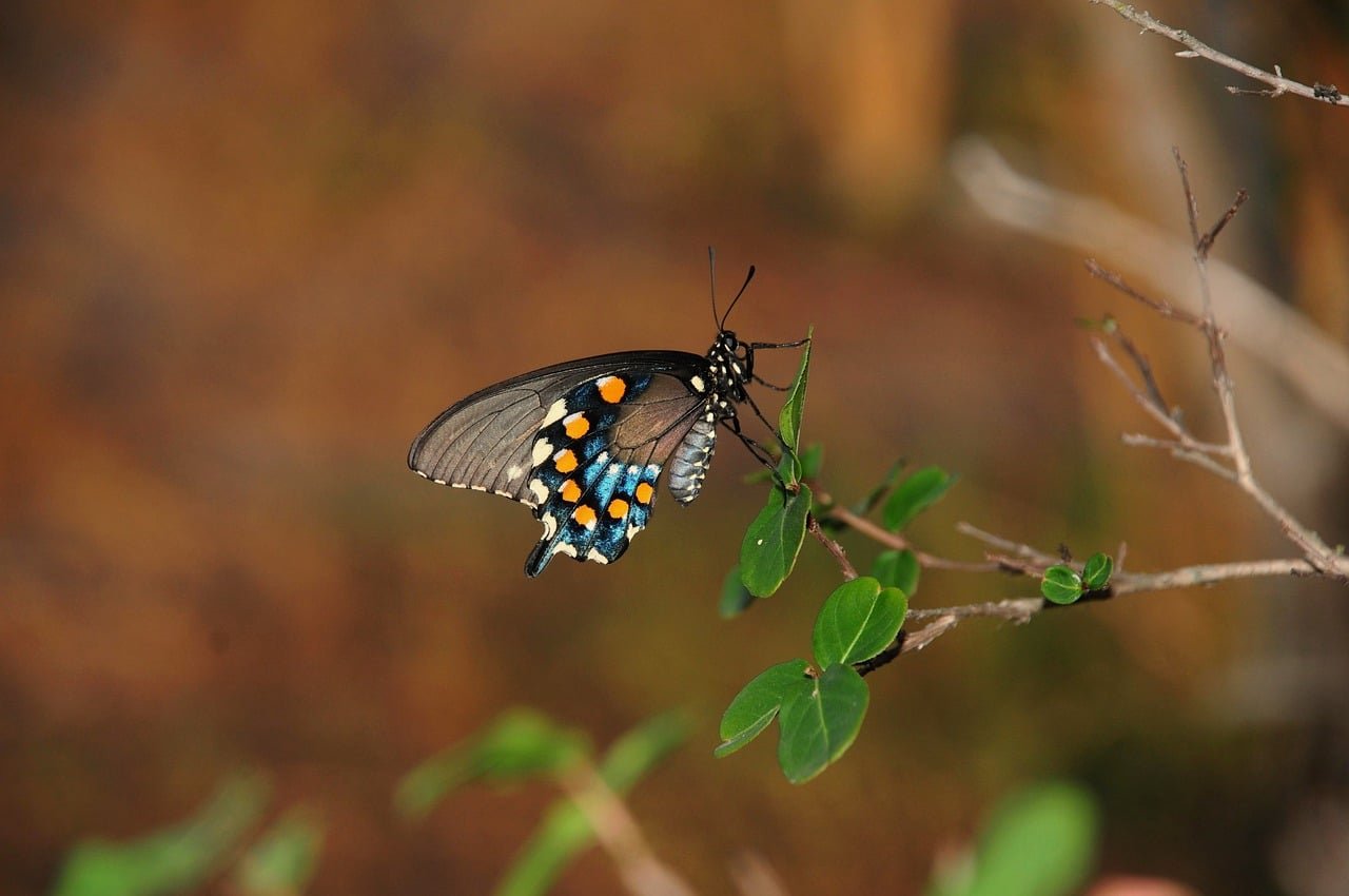 découvrez l'importance de la biodiversité locale et comment protéger les espèces et les habitats naturels de votre région pour un environnement durable.