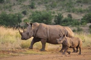 découvrez l'importance de la conservation de la faune sauvage pour préserver la biodiversité et protéger les habitats naturels essentiels à la survie des espèces.