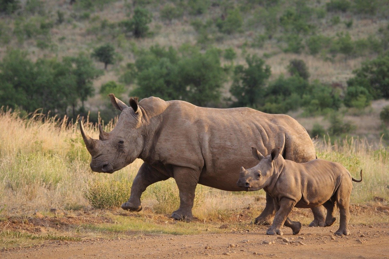 découvrez l'importance de la conservation de la faune sauvage pour préserver la biodiversité et protéger les habitats naturels essentiels à la survie des espèces.