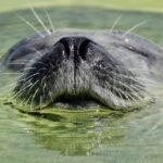 découvrez les lois sur le bien-être animal : protections légales, droits des animaux et obligations des propriétaires pour assurer une vie respectueuse et éthique aux animaux.