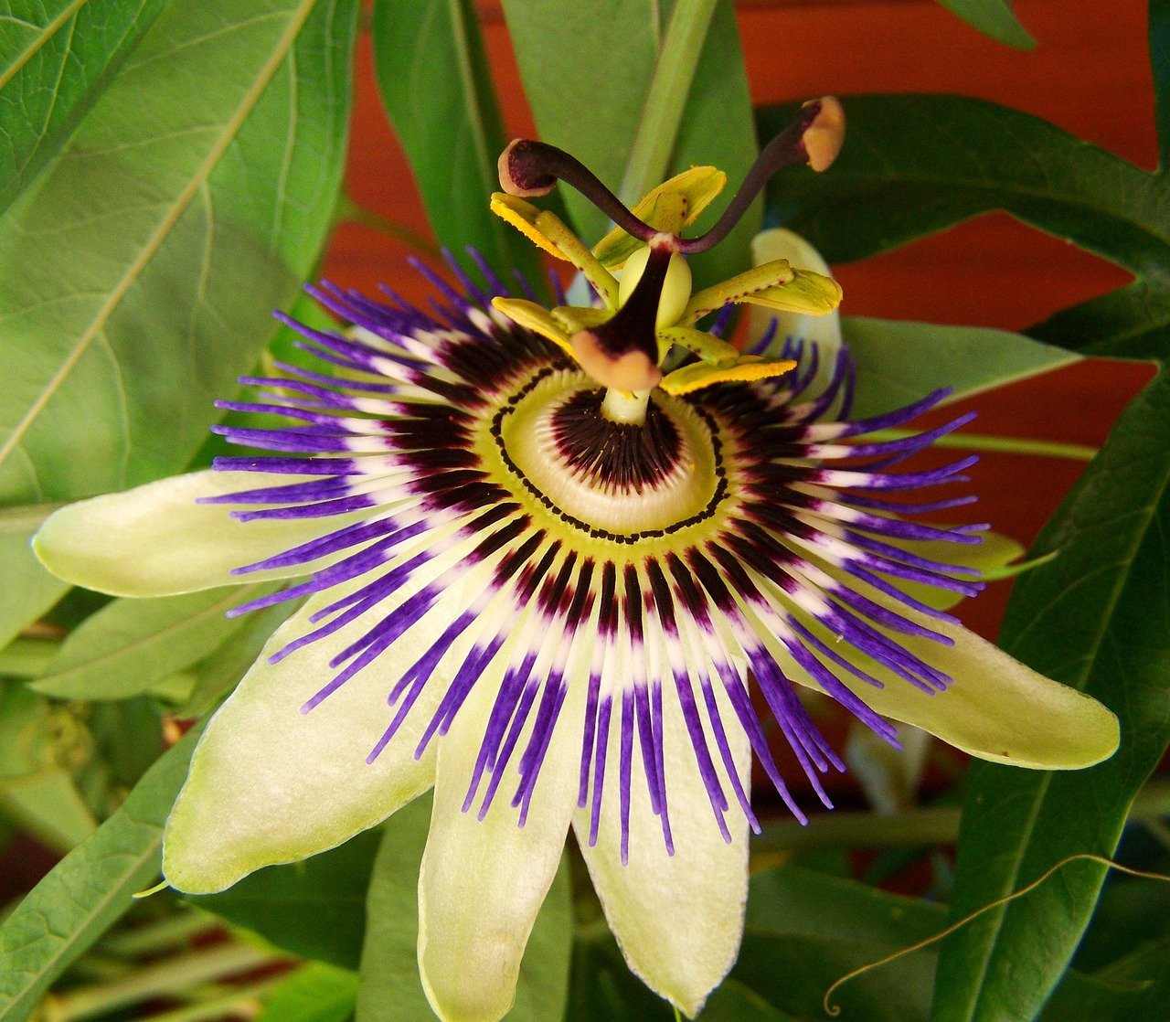 découvrez tout sur les plantes rampantes : variétés, conseils de culture et entretien pour embellir vos espaces avec ces végétaux gracieux et étalés.