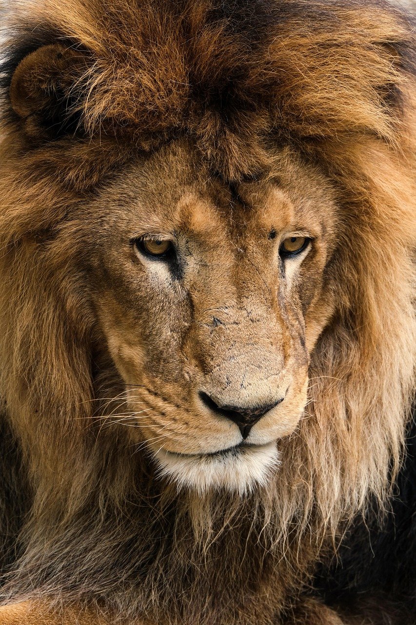 découvrez les animaux dangereux : caractéristiques, habitats et conseils de sécurité pour éviter les risques.