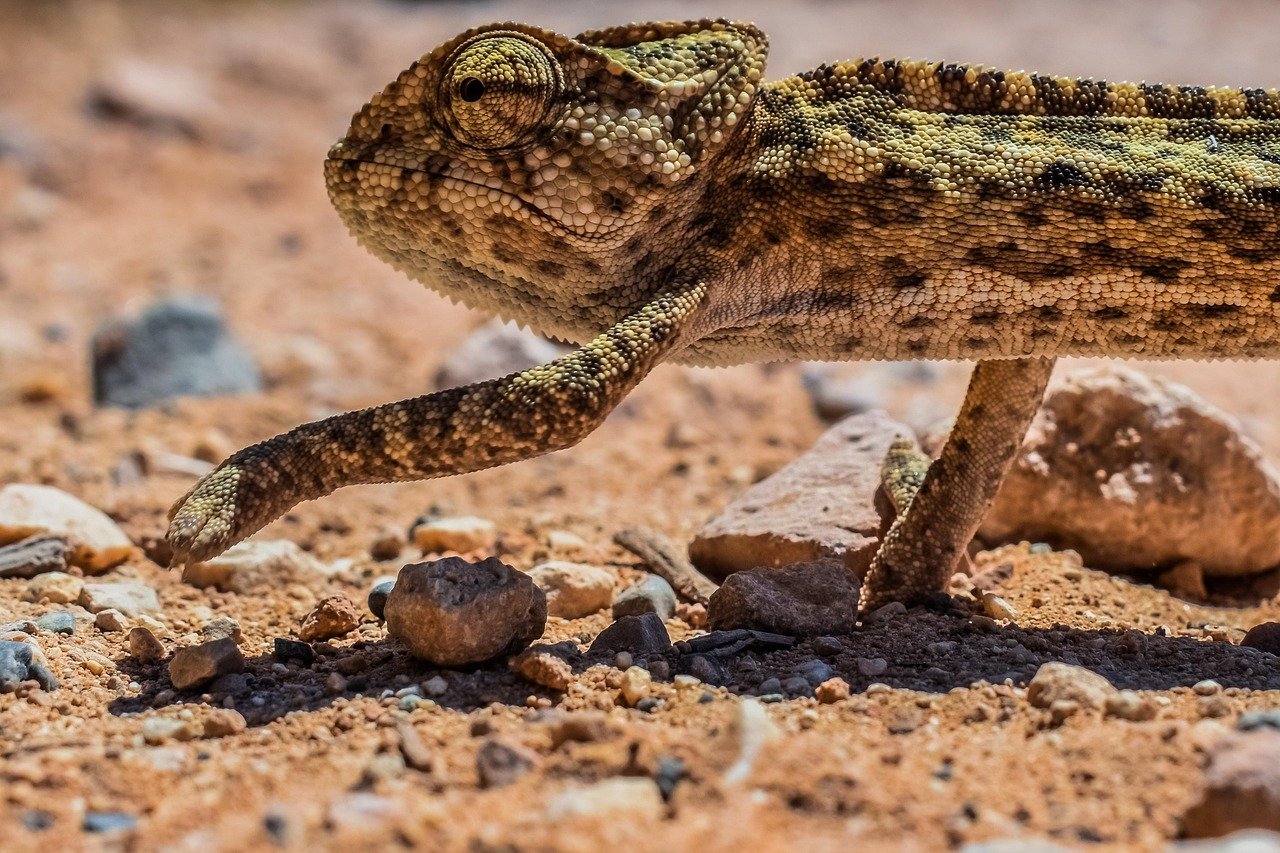 découvrez comment les créatures des grandes profondeurs marines s'adaptent pour survivre dans des conditions extrêmes grâce à des stratégies uniques et fascinantes.