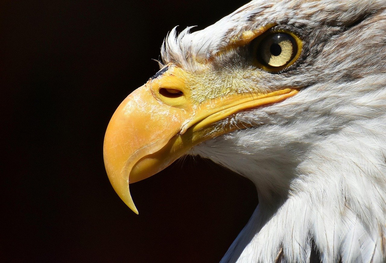 eagle-football-complaint-1 OL : Eagle Football lance une plainte anonyme suite à l'enquête sur la gestion de Textor