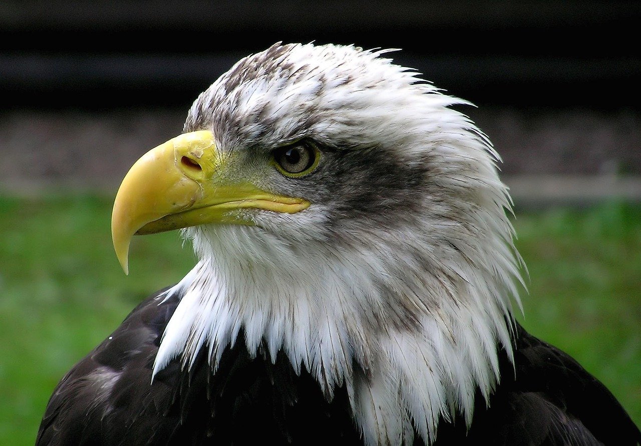 eagle-football-complaint-2 OL : Eagle Football lance une plainte anonyme suite à l'enquête sur la gestion de Textor